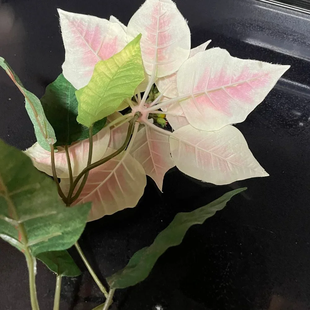 Large pinkish poinsetta
